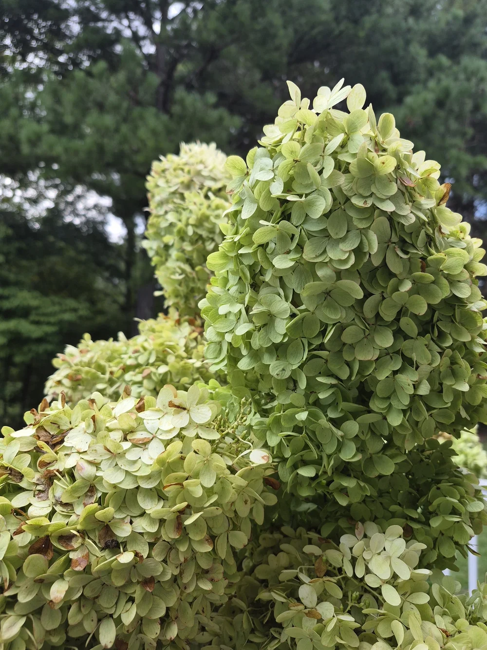 Bulk Set of 6 Natural Dried Limelight Hydrangea Stems | - Decorative Home Accent